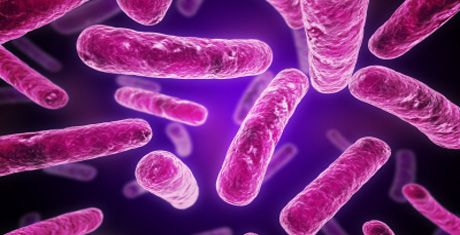 Modelling carbon core metabolism in Bacillus subtilis (BaCell-SysMo2)