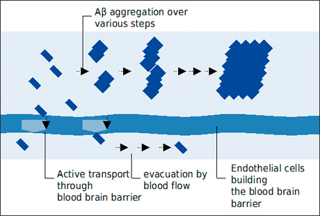 Aβ aggregation and its transport through the blood brain barrier