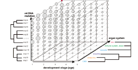 Reactive Oxygen Species and the Dynamics of Ageing - ROSAge