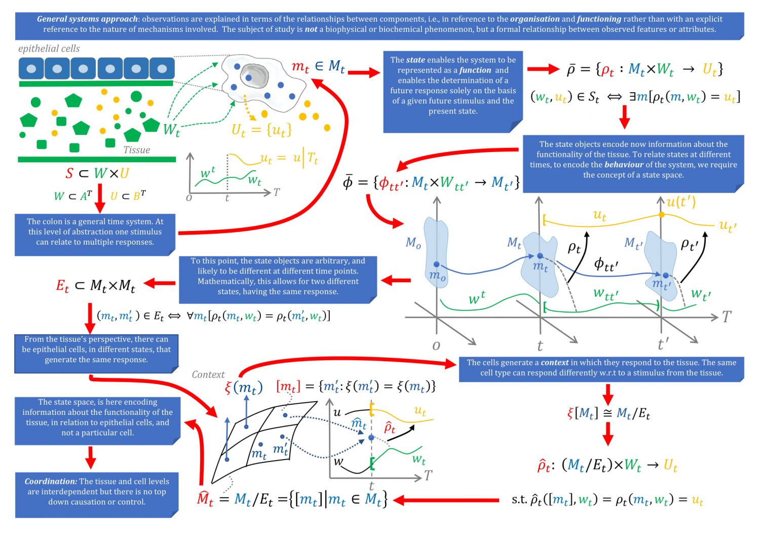 Cell-Tissue interaction summary