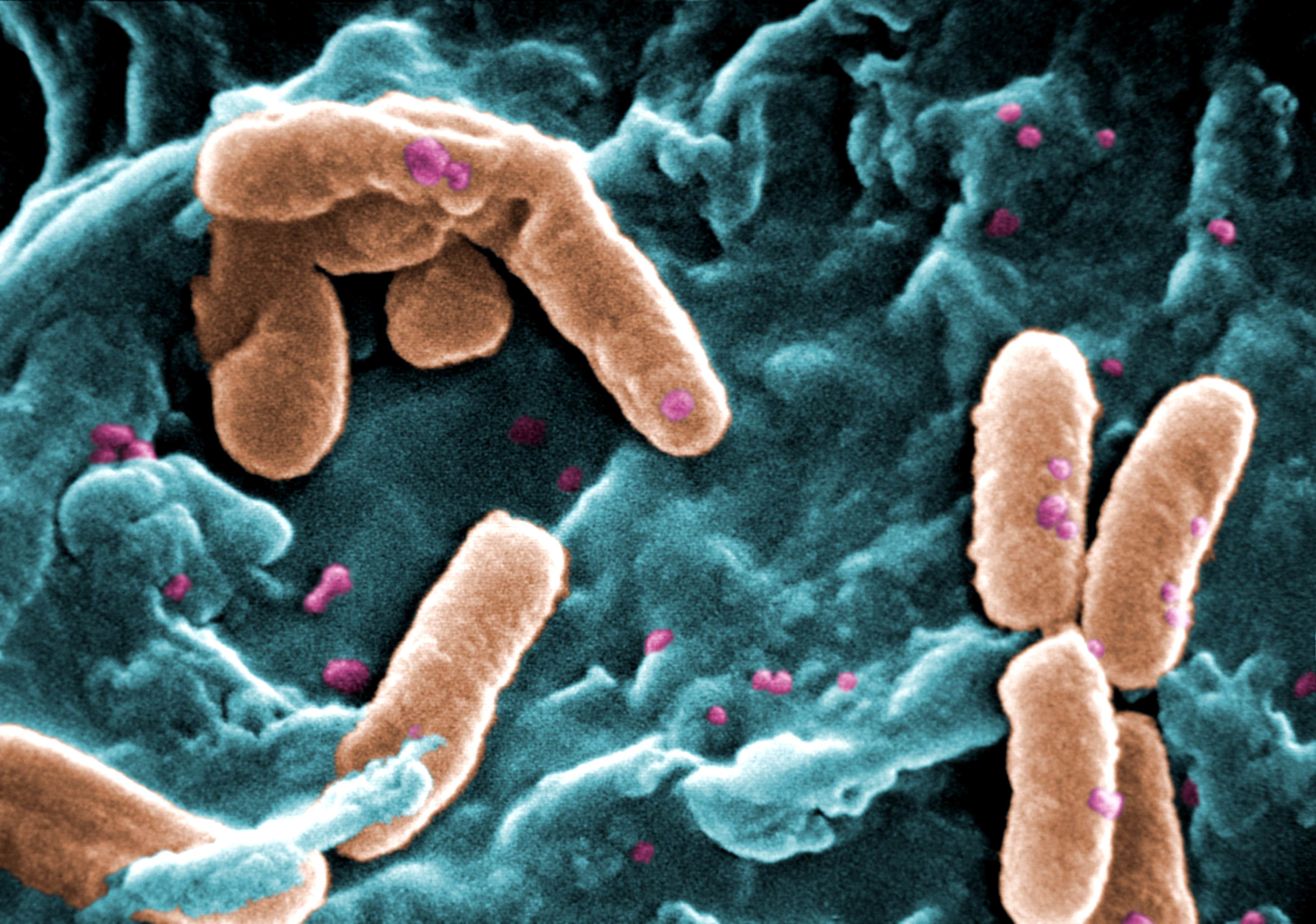 SYSTERACT: Systematic Rebuilding of Actinomycetes for Natural Product Formation