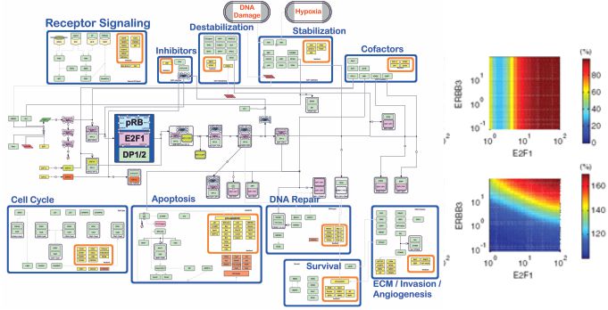 Systems Biology of E2F Signaling in Tumor Progression and Metastasis (SysMet)